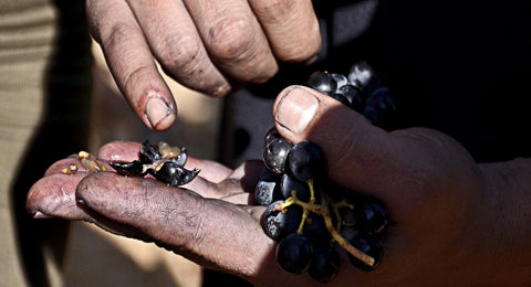 Tinta de Toro - Tempranillo-Power aus der Hochebene Kastiliens