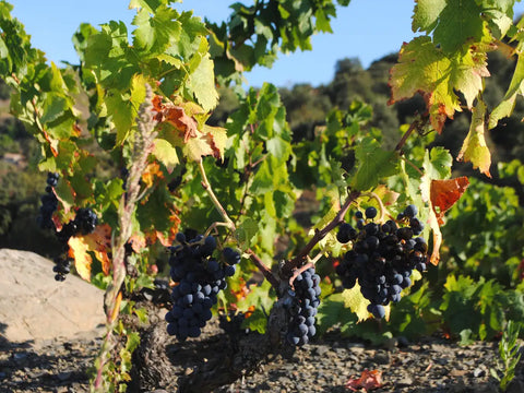 Garnacha und Cariñena: Die Seele der Priorat-Weine