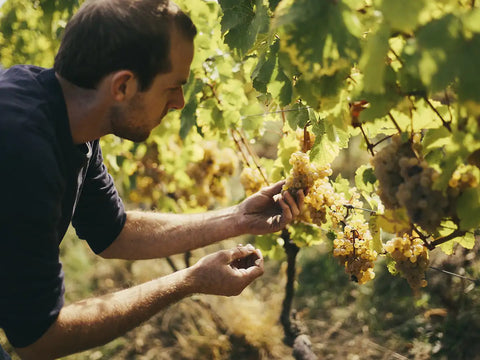 Nahe - Weingut Forster