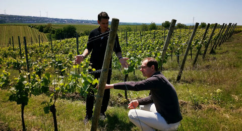 Rheinhessen - Weingut Thörle
