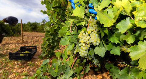 Weißwein-Rebsorte Verdjo aus dem spanischen Rueda