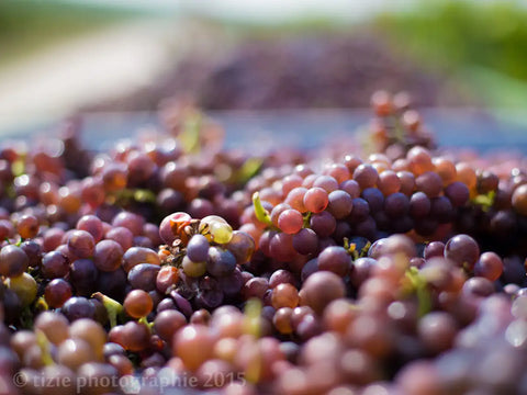 Herkunft und Geschichte des Grauburgunders