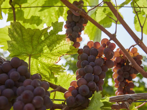 Auf der Suche nach Alternativen