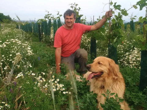 Wagram- Weingut Wimmer-Czerny