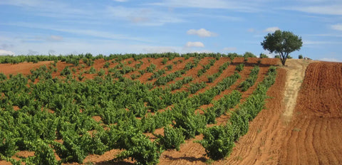 Bodegas Carodorum