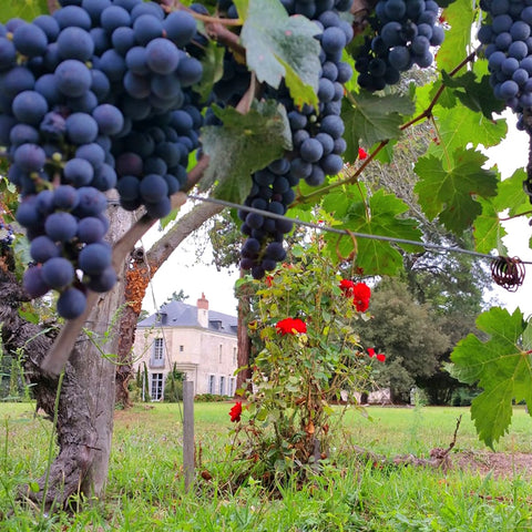 Offener Weinabend - "Zwischen Mosel & Loire - Nachbarn im Glas"