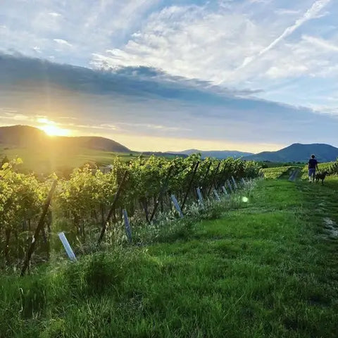 Pfalz