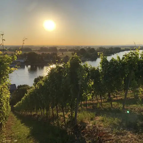 Rheinhessen