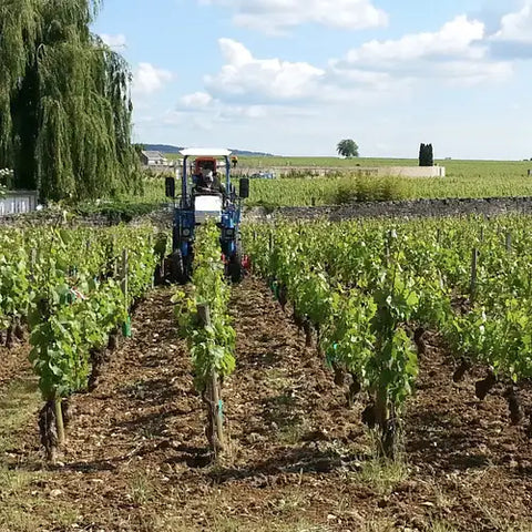 Burgund
