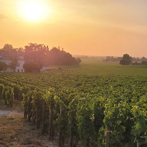 Exklusive Weinprobe von meiner Weinreise nach Frankreich