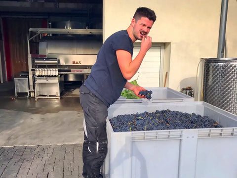 Rheinhessen - Weingut Gröhl