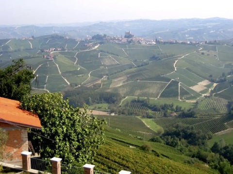 Barbaresco – der elegante Prinz 