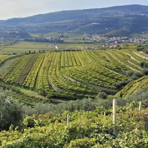 Valpolicella