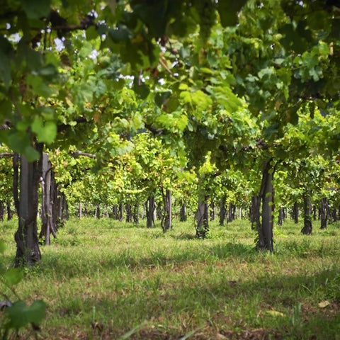 Vinho Verde