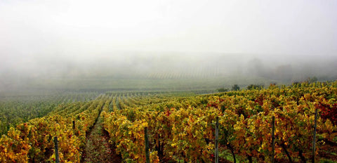 Weingut Thörle
