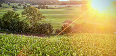 Vossbarg Wein