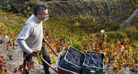 Celler de l'Encastell